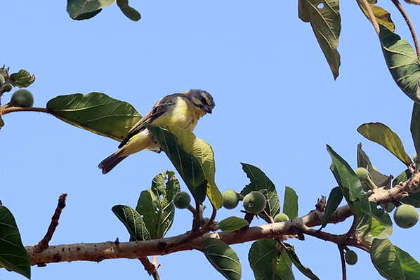 Yellow-fronted Canary